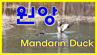 원앙Mandarin Duck : 두얼굴의새 : 천연기념물 제327호