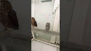 ペットホテルステイ中の #モリフクロウ カムイちゃん🦉オーナー様はカフェ体験、カムイちゃんはスタッフ体験🎩