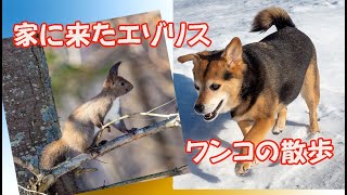 強風のオホーツクエゾリスとワンコの散歩