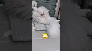 【ペルシャ猫Persian♡みーちゃん♡】毛づくろい