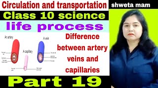 Difference between artery vein n capillary|class 10 |science|class 10|life process|chap 5 #ytvideo