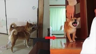 感動！柴犬まめの初めてのケージを出てのお留守番