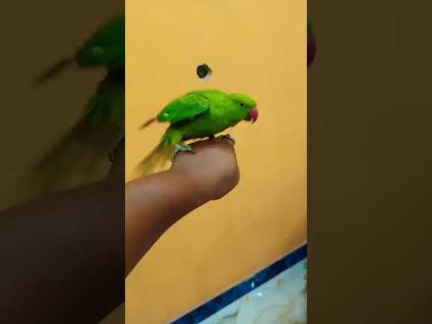 рџћµthe Best 10 Parrot Training Songs Ever For Cockatiel Singing Bird
