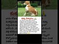 కుక్క విశ్వాసం😲🙏 news latest telugu latestnews dog doglover dogshorts shorts viral