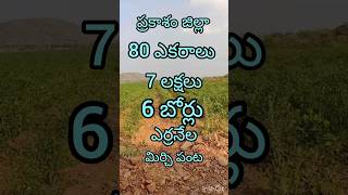 8885969825:ప్రకాశం జిల్లా 80 ఎకరాల పొలం ఎకరం 7 లక్షలు 6 బోర్లు please subscribe