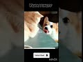 டேய் உண்ட பல்லு வெள்ளையா இருக்கு டா 🤪🤣 shortsfeed funny entertainmentvideo dogshorts dogstatus