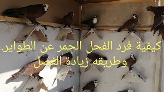 كيفيه.. وطرق.. عزل او فرد الحمام الاحمر عزل الفحل عن النثيه