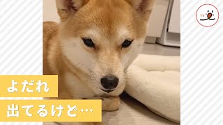 おやつを前にのんびりしてたら…😂 よだれが物語る本当の気持ち💦【PECO TV】