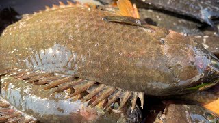 দেশি মাছে ভরপুর আমাদের মেঘুলা ঘাট | today podma river fish market dohar meghula ghat | Dohar Fish