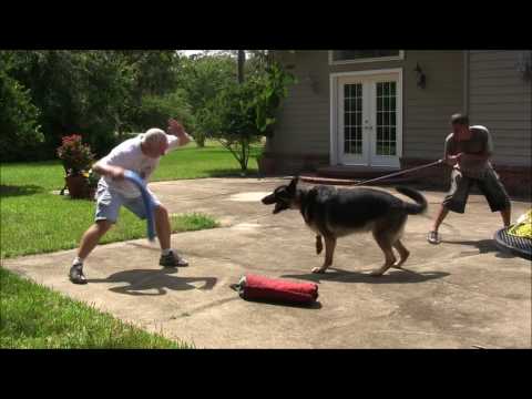 How to Turn a Fearful dog into a Protection Dog How to Turn a Fearful dog into a Protection Dog