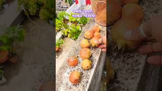 বর্ষায় বেদনা বা আনার গাছের পরিচর্যা //How to care your pomegranate plant in rainy sedin. #viral