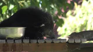 Binturong,Asian Bear Cat,ビントロング,バリ動物園,Bali Zoo,Kampung Sumatra,Indonesia,インドネシア,Bali,バリ島,