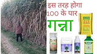 बिना खाद के ही गन्ना होगा जबरदस्त PSB KMB MYCORRIHIZA TRCODERMA