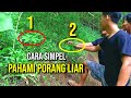 ciri ciri tanaman porang liar