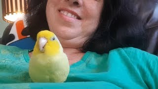 Help! My Parrotlet Bit Me