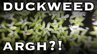 Duckweed Pros and Cons