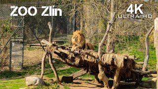 ZOO Zlín, zámek Lešná |4K