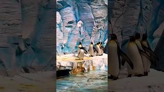 sea world/abudhabi/water creatures/diving/flamingo/penguins/shark/rides/sea world abudhabi/uae