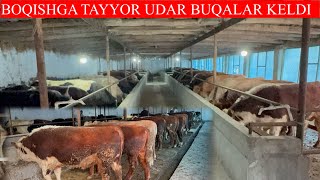 BOQISHGA TAYYOR UDAR BUQALARI KELDI NARXLARNI YONDIRVORDI