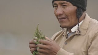 Royal Quinoa Bolivia - Andean Valley Corporation - Para Food Czechia