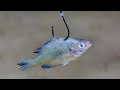 Bluegill for Catfish Bait