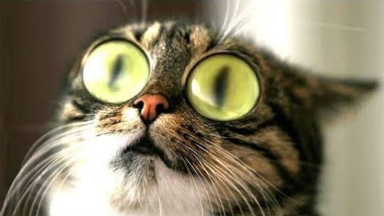 Funny Cats And Dogs Compilation Youtube