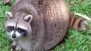 Raccoon on a roll