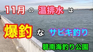 11月の温排水の爆釣サビキ釣り 碧南海釣り公園 碧南釣り広場