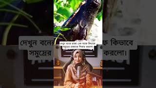 দেখুন বনের রাজা এক লাফে কিভাবে সমুদ্রের রাজাকে শিকার করলো।