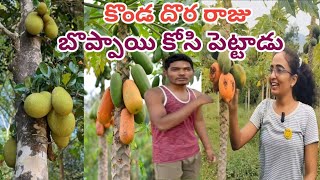 కొండ దొర రాజు వాళ్ళ బొప్పాయి తోట //Konda Dora Raju Village Tour //kdr