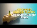 Growing Ginger Plants from Store-Bought Roots