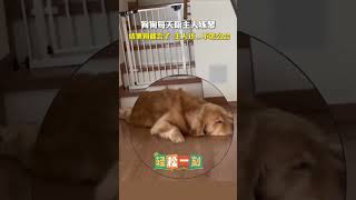 😂狗狗陪主人练琴，网友：最后狗都会了，主人还是不太熟练 #搞笑 #funny