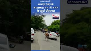 नागपुर शहर के जयप्रकाश नगर में जंगल से पहुंची नीलगाय