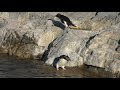 ミナミイワトビペンギン 葛西臨海水族園 2017年12月17日