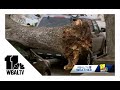 Trees fall on cars in Baltimore as storm pushes through