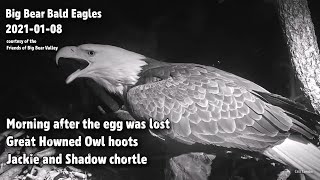 Big Bear Eagles🦅Jackie & Shadow Chortle🎶Owl Hoots🦉Morning After The Egg Was Lost💔2021-01-08