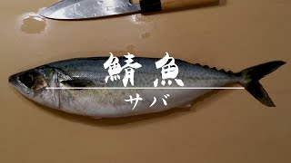 【鯖魚】刺身料理分享 • 切魚示範（中文字幕）