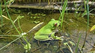 田植え１０日後｜漢方薬剤師inゆうき農園