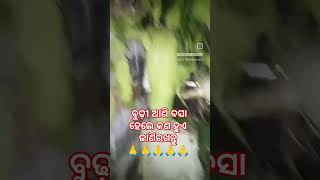 ବୁଢିଆଣୀ ବସା କଣ ଅଶୁଭଫଳ ଦେଇଥାଏ🙏🙏🙏#youtubeshort #video #viral #