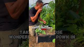 Make a HEALTHY \u0026 THRIVING garden! #gardening #homesteader #garden #nature #farmer #mulching