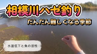 2022年10月27日　相模川ハゼ釣り　水温低下時期