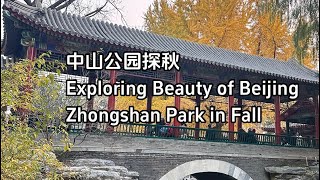 Exploring Beauty of Beijing Zhongshan Park in Fall｜中山公园探秋#赴一场银杏叶的黄金盛宴#travel #一起享受大自然的美 #autumn