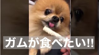 [Pomeranian dog] Pomeranian desperately trying to eat his favorite gum #Shorts