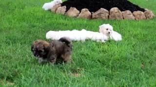 Peke-A-Chon Puppies For Sale