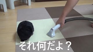 大掃除を決行した時のうさぎたちの反応が面白すぎました【No.086】