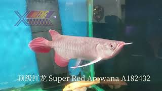 🐲顶级红龙 Super Red Arowana