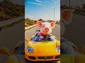 pig car driving animalrescue