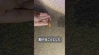 虫取り行ったら蝉の幼虫を沢山助ける事に…　#shorts