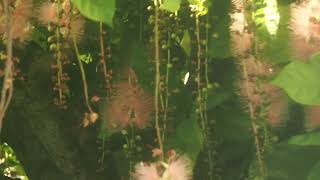 サガリバナと蝉の鳴き声　Barringtonia racemosa \u0026  the sound of cicadas