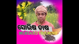 ବେଶୀ ଲାଭ ଜନକ ସୋରିଷ ଚାଷ (High profitable mustard farming)